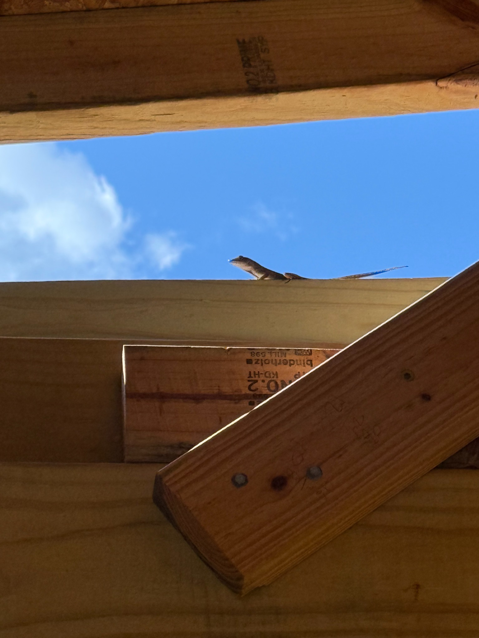 A lizard watching from the roof of the studio